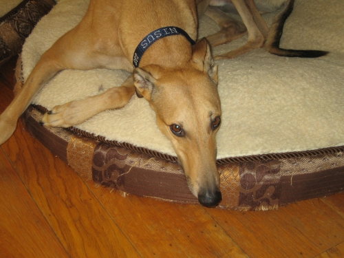 Nisus the greyhound rests in his bed, looking up at the camera